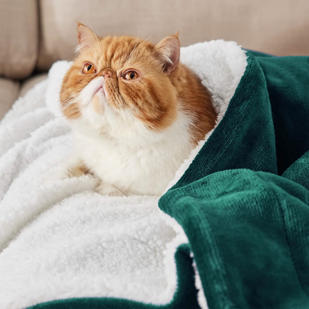 Sherpa Fleece Blanket