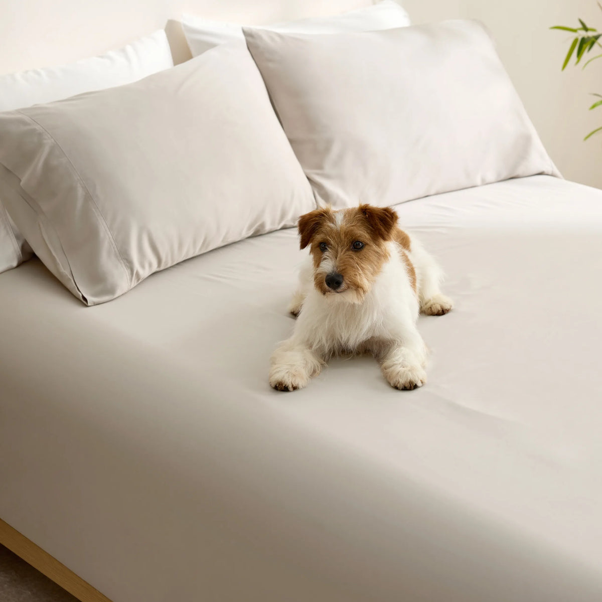 BareNights Viscose Derived From Bamboo Fitted Sheet Set